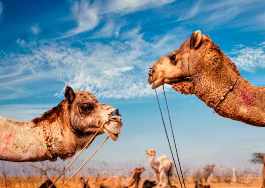 traveldilse-Charismatic Rajasthan